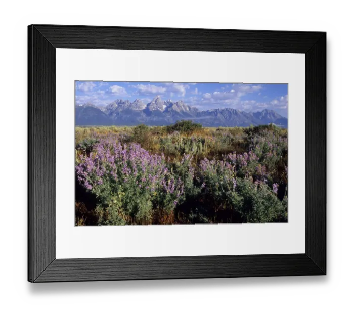 Framed Print : Lupins in front of the Grand Teton Mountains, United States Framed Print : Lupins in front of the Grand Teton Mountains, United States