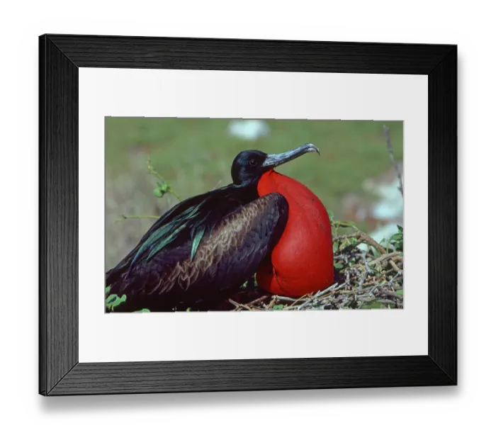 Framed Print : Great Frigatebird (Fregata minor), Galapagos Framed Print : Great Frigatebird (Fregata minor), Galapagos