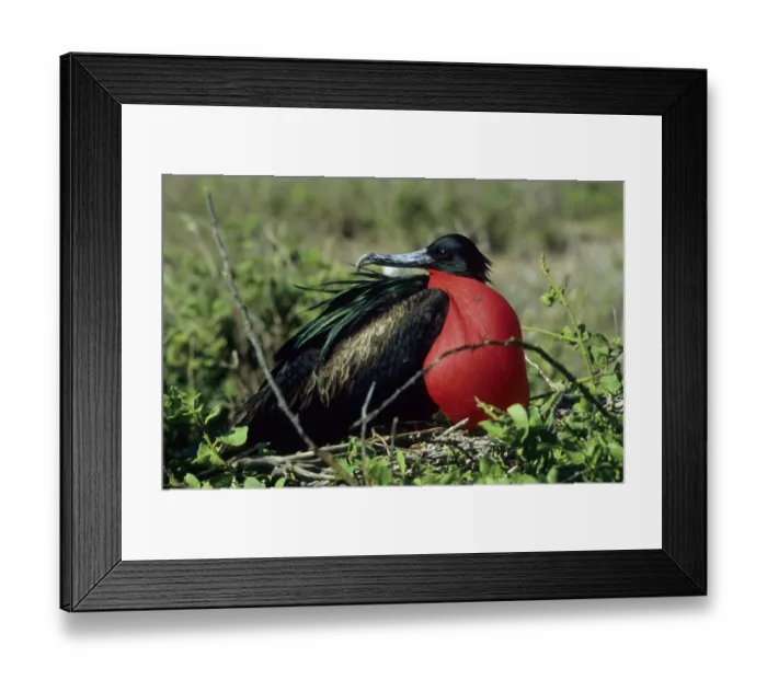 Framed Print : Great Frigatebird (Fregata minor), Galapagos Framed Print : Great Frigatebird (Fregata minor), Galapagos