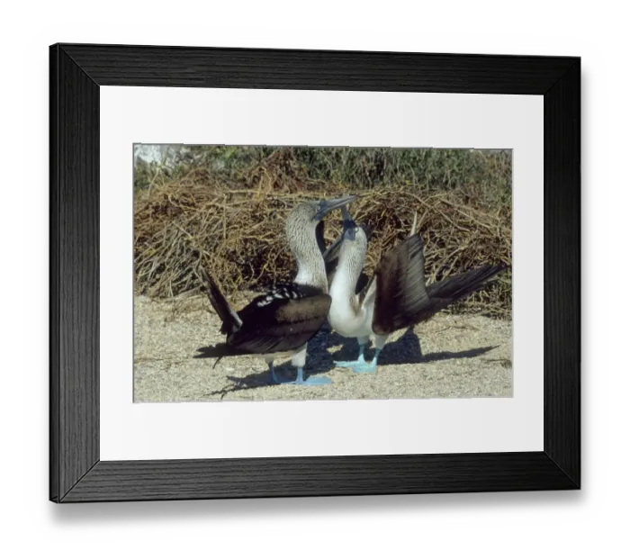 Framed Print : Parading Blue-footed Boobies (Sula nebouxii), Galapagos Framed Print : Parading Blue-footed Boobies (Sula nebouxii), Galapagos