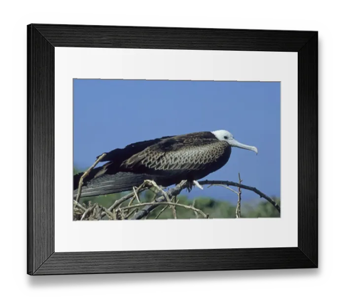 Framed Print : Young Magnificent Frigatebird (Fregata magnificens), Galapagos Framed Print : Young Magnificent Frigatebird (Fregata magnificens), Galapagos
