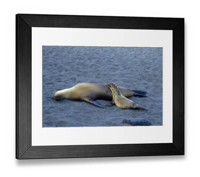 Framed Print : Galapagos Sea Lions (Zalophus californianus wollebaeki) Framed Print : Galapagos Sea Lions (Zalophus californianus wollebaeki)