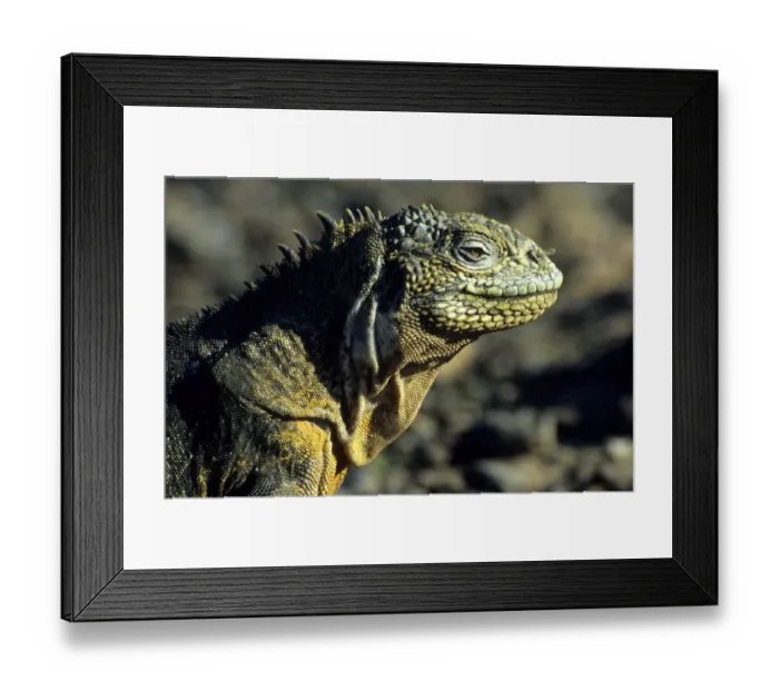 Framed Print : Galapagos Land Iguana (Conolophus subcristatus), Galapagos Framed Print : Galapagos Land Iguana (Conolophus subcristatus), Galapagos