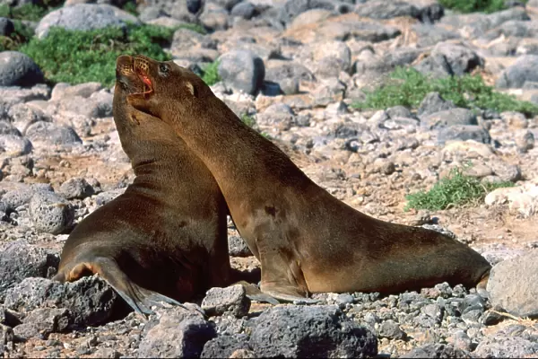 Young Galapagos Sea Lions (Zalophus californianus wollebaeki)