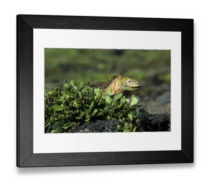 Framed Print : Galapagos Land Iguana (Conolophus subcristatus), Galapagos Framed Print : Galapagos Land Iguana (Conolophus subcristatus), Galapagos