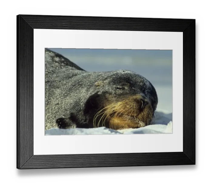 Framed Print : Galapagos Sea Lion (Zalophus californianus wollebaeki) Framed Print : Galapagos Sea Lion (Zalophus californianus wollebaeki)
