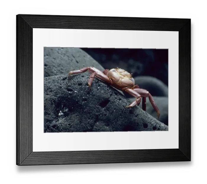Framed Print : Red Rock Crab (Grapsus grapsus)