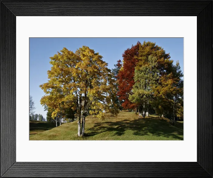 Framed Print : Beech trees (Fagus) in autumn, Tschengla, Vorarlberg, Austria, Europe Framed Print : Beech trees (Fagus) in autumn, Tschengla, Vorarlberg, Austria, Europe