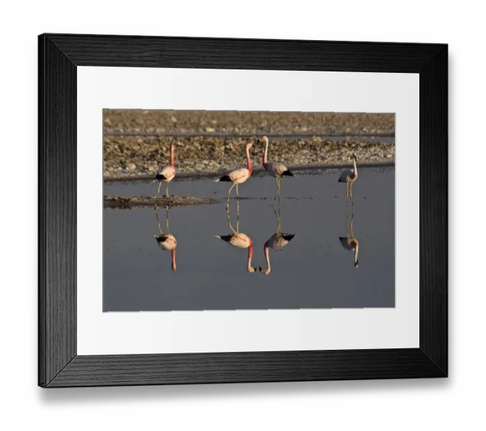 Framed Print : Flamingos (Phoenicopteridae), San Pedro de Atacama, Atacama Desert, Chile, South America Framed Print : Flamingos (Phoenicopteridae), San Pedro de Atacama, Atacama Desert, Chile, South America