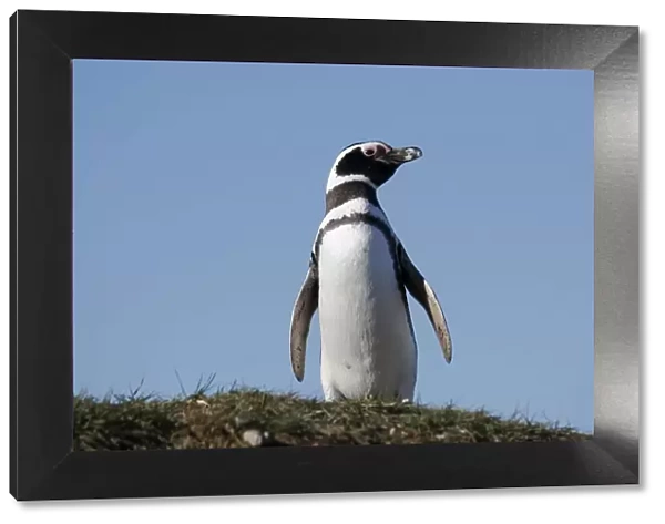 Magellanic Penguin (Spheniscus magellanicus), La Isla Magdalena, Patagonia, Chile, South America