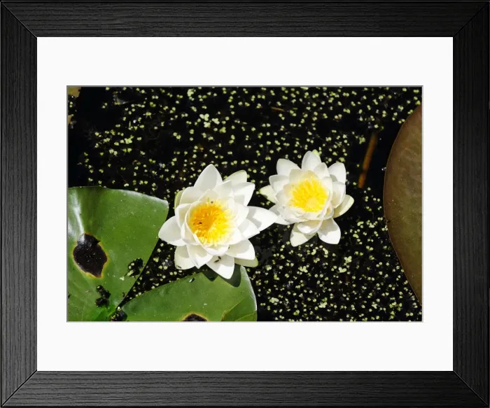 Framed Print : Water lilies (Nymphaea) on Montiggler See lake, on the Weinstrasse wine route, Oltradige, Southern Tyrol, Italy, Europe Framed Print : Water lilies (Nymphaea) on Montiggler See lake, on the Weinstrasse wine route, Oltradige, Southern Tyrol, Italy, Europe