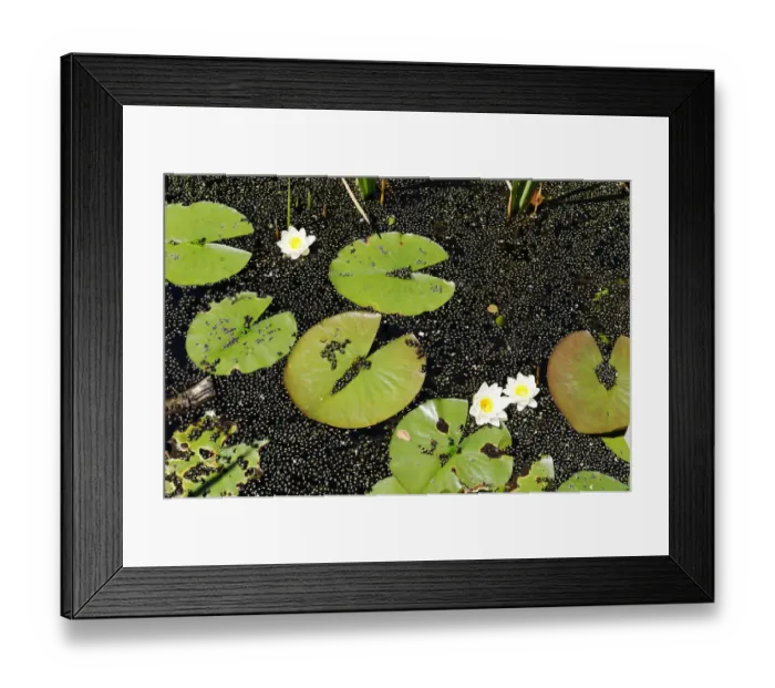 Framed Print : Water lilies (Nymphaea) on Montiggler See lake, on the Weinstrasse wine route, Oltradige, Southern Tyrol, Italy, Europe Framed Print : Water lilies (Nymphaea) on Montiggler See lake, on the Weinstrasse wine route, Oltradige, Southern Tyrol, Italy, Europe
