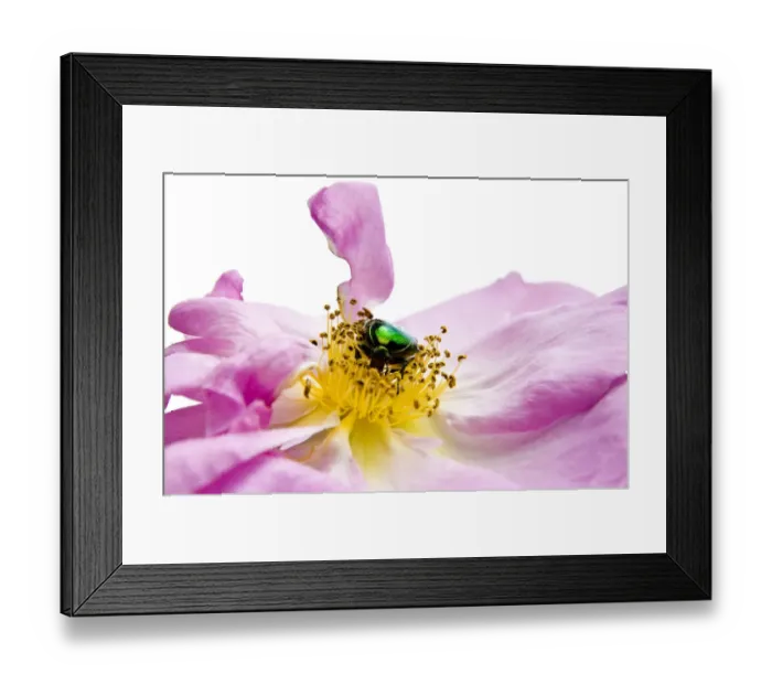 Framed Print : Flower chafer (Cetoniinae) on rose Framed Print : Flower chafer (Cetoniinae) on rose