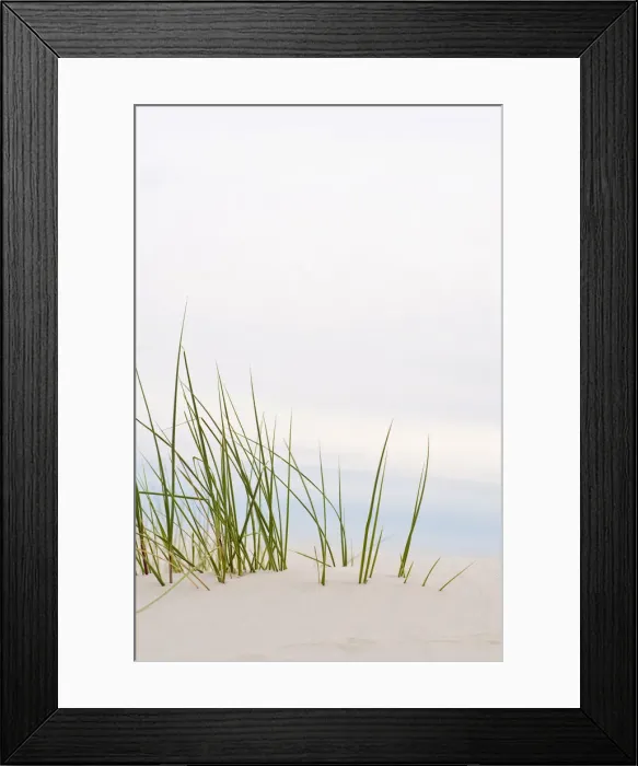 Framed Print : Grass in the dunes, Amrum island, Schleswig-Holstein, Germany, Europe