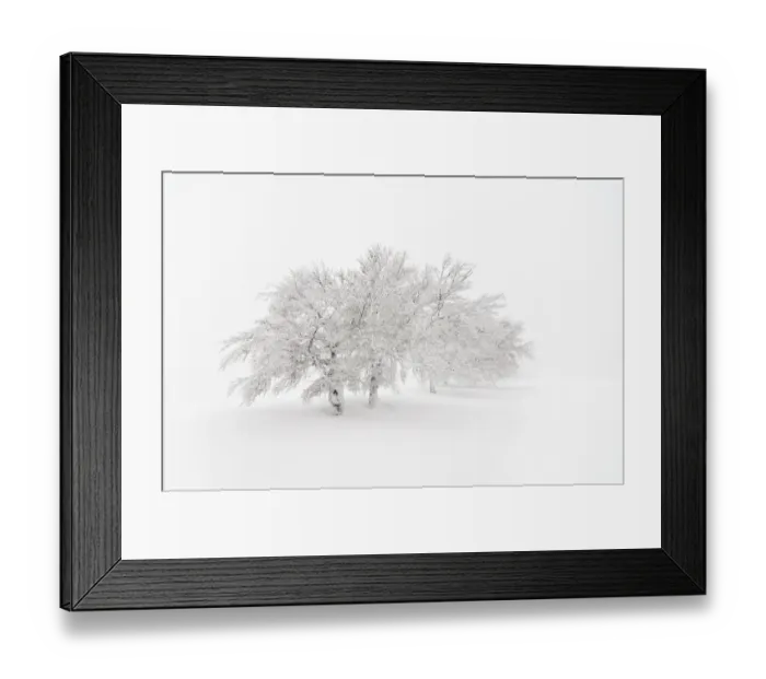 Framed Print : Snow-covered beeches on Mt. Schauinsland, Southern Black Forest, Black Forest, Baden-Wuerttemberg, Germany, Europe Framed Print : Snow-covered beeches on Mt. Schauinsland, Southern Black Forest, Black Forest, Baden-Wuerttemberg, Germany, Europe