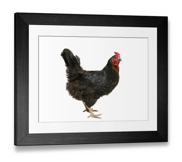 Framed Print : Chicken (Gallus gallus domesticus), hybrid Australorp hen Framed Print : Chicken (Gallus gallus domesticus), hybrid Australorp hen