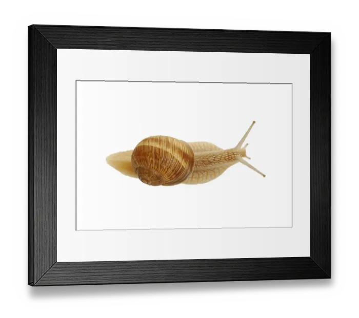 Framed Print : Burgundy snail, Roman snail (Helix pomatia) Framed Print : Burgundy snail, Roman snail (Helix pomatia)