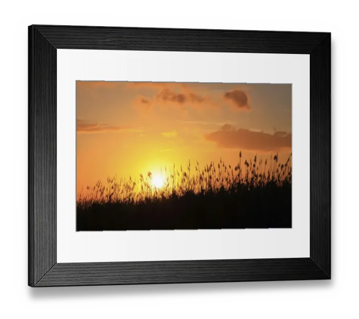 Framed Print : Sun setting behind sugarcane plants at Beau-Bassin, Mauritius, Africa Framed Print : Sun setting behind sugarcane plants at Beau-Bassin, Mauritius, Africa