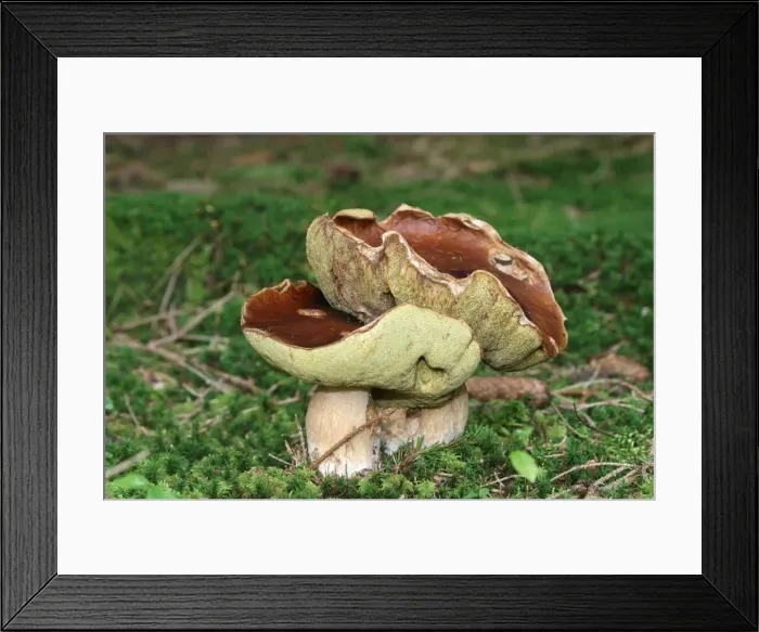 Framed Print : Porcini (Boletus edulis), Allgaeu, Bavaria, Germany, Europe