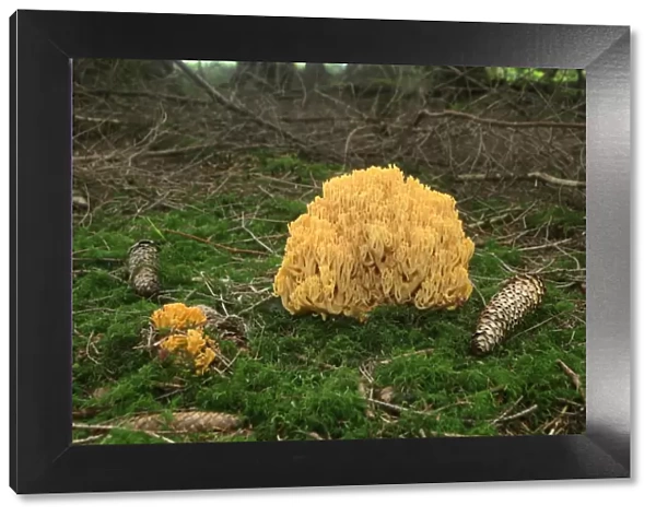 Beautiful Clavaria or Yellow-tipped Coral Fungus (Ramaria formosa), Allgaeu, Bavaria, Germany, Europe