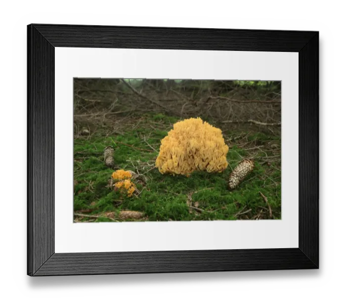 Framed Print : Beautiful Clavaria or Yellow-tipped Coral Fungus (Ramaria formosa), Allgaeu, Bavaria, Germany, Europe