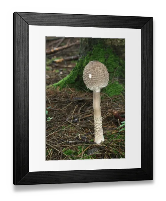 Framed Print : Closed Parasol Mushroom (Macrolepiota procera), Allgaeu, Bavaria, Germany, Europe Framed Print : Closed Parasol Mushroom (Macrolepiota procera), Allgaeu, Bavaria, Germany, Europe