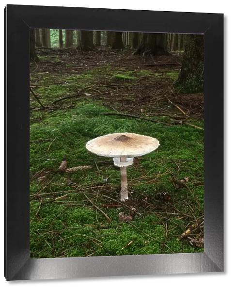 Opened Parasol Mushroom (Macrolepiota procera), Allgaeu, Bavaria, Germany, Europe