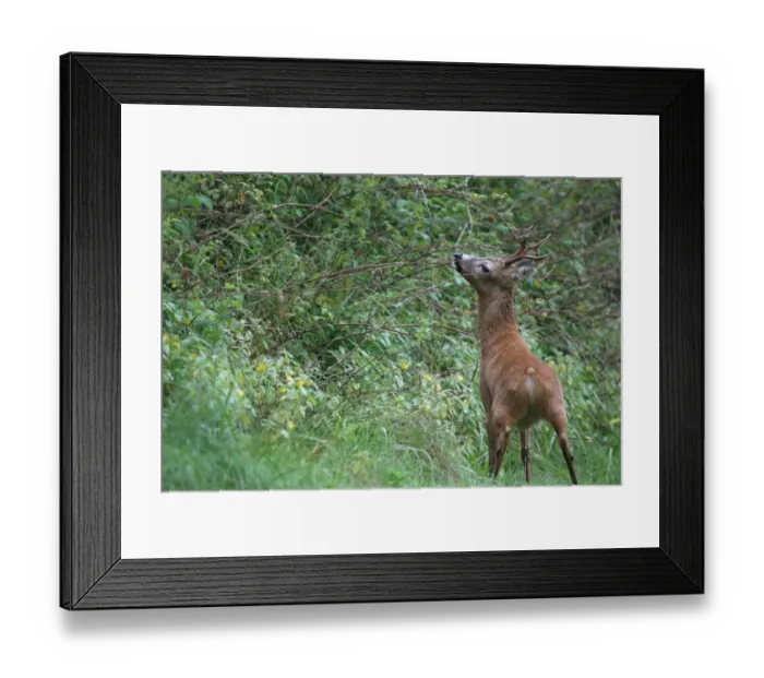 Framed Print : European Roe Deer (Capreolus capreolus) marking its territory, Allgaeu, Bavaria, Germany, Europe