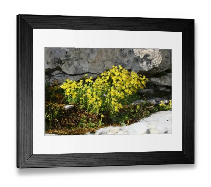 Framed Print : Yellow Mountain Saxifrage (Saxifraga aizoides), Toggenburg, Switzerland, Europe Framed Print : Yellow Mountain Saxifrage (Saxifraga aizoides), Toggenburg, Switzerland, Europe