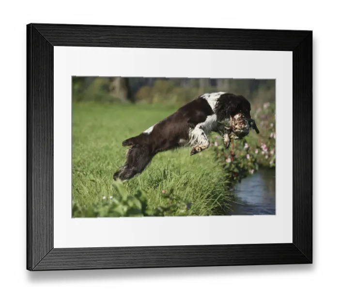 Framed Print : Hound, English Springer Spaniel retrieving a mallard drake