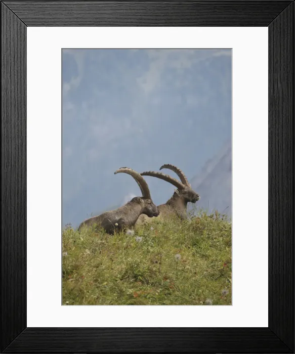 Framed Print : Alpine ibex (Capra ibex), Toggenburg, Canton St. Gallen, Switzerland, Europe Framed Print : Alpine ibex (Capra ibex), Toggenburg, Canton St. Gallen, Switzerland, Europe