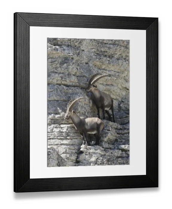 Framed Print : Alpine ibex (Capra ibex), Toggenburg, Canton St. Gallen, Switzerland, Europe Framed Print : Alpine ibex (Capra ibex), Toggenburg, Canton St. Gallen, Switzerland, Europe