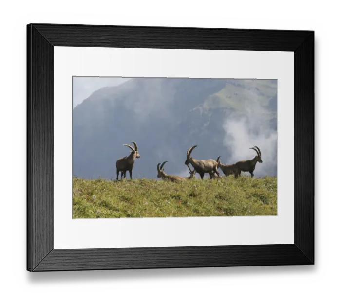 Framed Print : Alpine ibex (Capra ibex), Toggenburg, Canton St. Gallen, Switzerland, Europe Framed Print : Alpine ibex (Capra ibex), Toggenburg, Canton St. Gallen, Switzerland, Europe