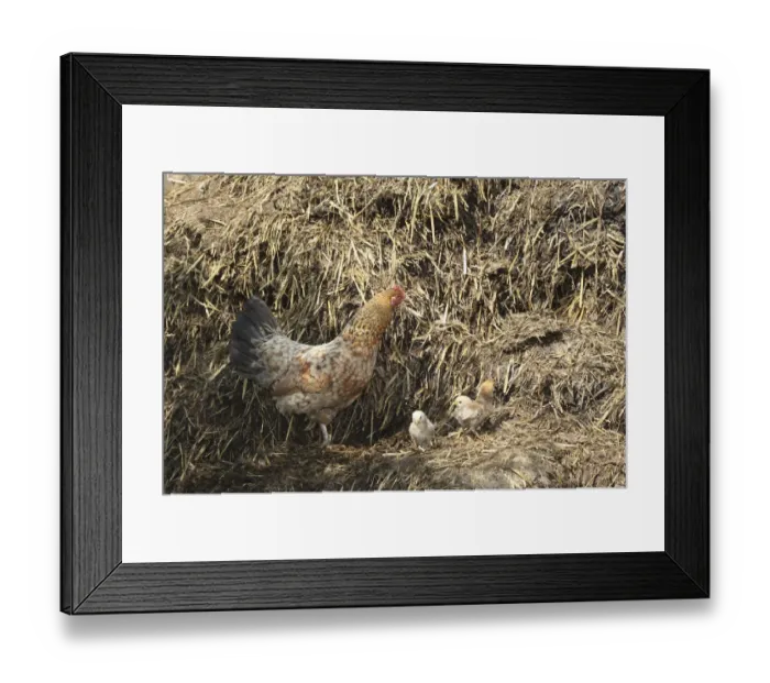 Framed Print : Domestic chicken (Gallus gallus domesticus) with chick on dunghill, Allgaeu, Bavaria, Germany, Europe Framed Print : Domestic chicken (Gallus gallus domesticus) with chick on dunghill, Allgaeu, Bavaria, Germany, Europe