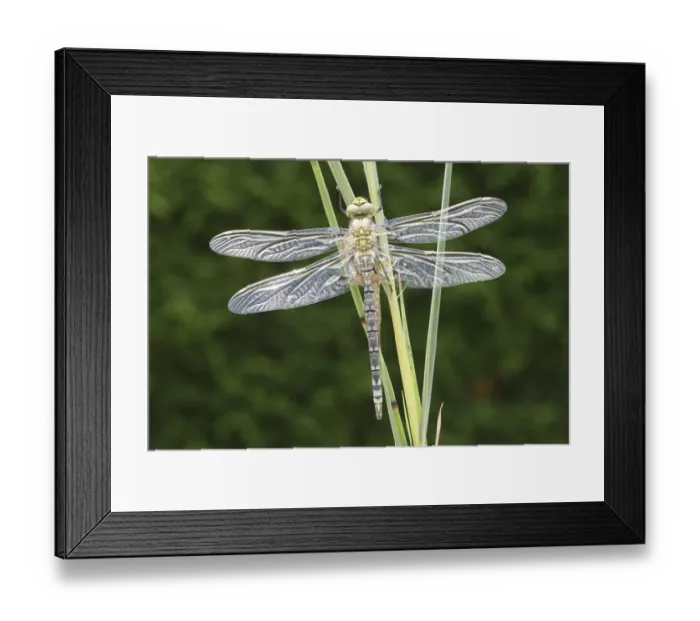 Framed Print : Southern Hawker or Blue Darner (Aeshna cyanea), freshly hatched, with outspread but still glassy wings, Allgaeu, Bavaria, Germany, Europe Framed Print : Southern Hawker or Blue Darner (Aeshna cyanea), freshly hatched, with outspread but still glassy wings, Allgaeu, Bavaria, Germany, Europe