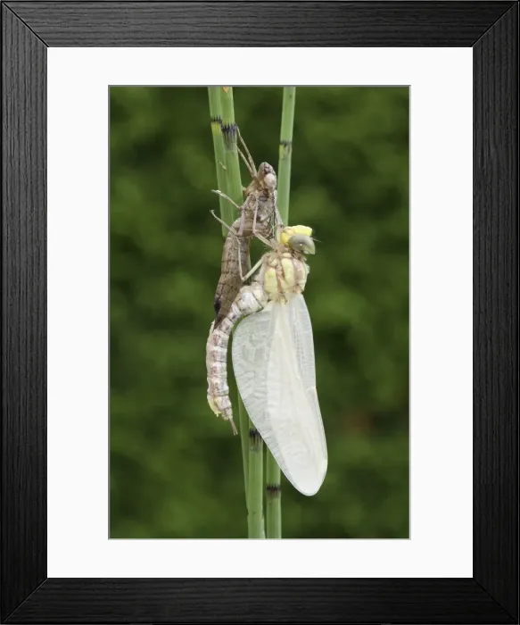 Framed Print : Southern Hawker or Blue Darner (Aeshna cyanea), dragonfly hatching from the larvae skin or exuvia, curved body and wings still hanging down limp, Allgaeu, Bavaria, Germany, Europe Framed Print : Southern Hawker or Blue Darner (Aeshna cyanea), dragonfly hatching from the larvae skin or exuvia, curved body and wings still hanging down limp, Allgaeu, Bavaria, Germany, Europe