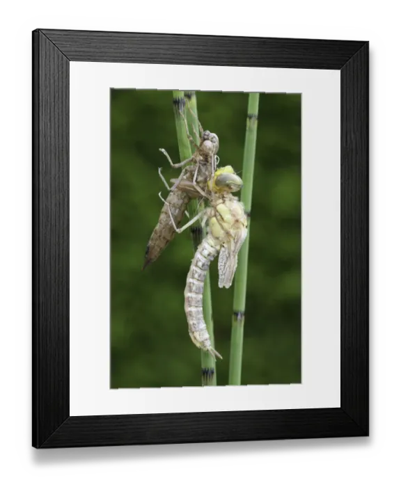 Framed Print : Southern Hawker or Blue Darner (Aeshna cyanea), dragonfly hatching from the larvae skin or exuvia, wings still folded, Allgaeu, Bavaria, Germany, Europe Framed Print : Southern Hawker or Blue Darner (Aeshna cyanea), dragonfly hatching from the larvae skin or exuvia, wings still folded, Allgaeu, Bavaria, Germany, Europe