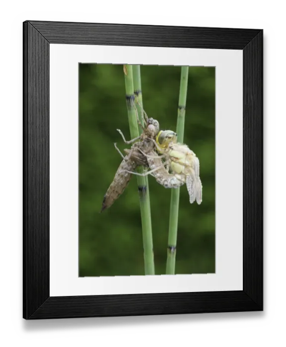 Framed Print : Southern Hawker or Blue Darner (Aeshna cyanea), dragonfly hatching from the larvae skin or exuvia, Allgaeu, Bavaria, Germany, Europe Framed Print : Southern Hawker or Blue Darner (Aeshna cyanea), dragonfly hatching from the larvae skin or exuvia, Allgaeu, Bavaria, Germany, Europe