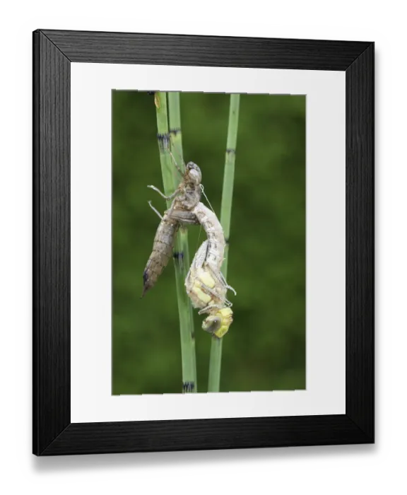 Framed Print : Southern Hawker or Blue Darner (Aeshna cyanea), dragonfly hatching from the larvae skin or exuvia, Allgaeu, Bavaria, Germany, Europe Framed Print : Southern Hawker or Blue Darner (Aeshna cyanea), dragonfly hatching from the larvae skin or exuvia, Allgaeu, Bavaria, Germany, Europe