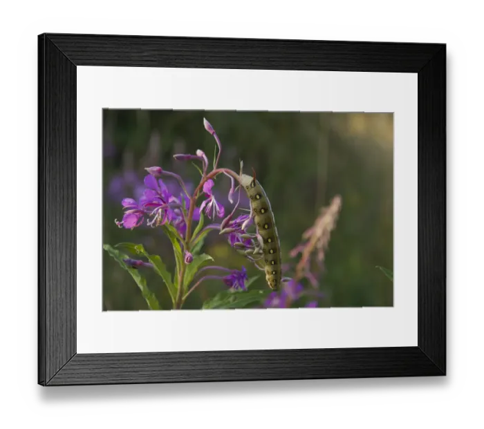 Framed Print : Bedstraw Hawk-Moth (Hyles gallii) caterpillar on Fireweed (Epilobium angustifolium) Framed Print : Bedstraw Hawk-Moth (Hyles gallii) caterpillar on Fireweed (Epilobium angustifolium)