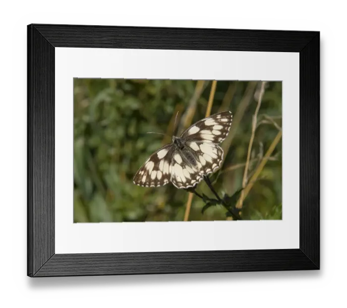 Framed Print : Marbled White butterfly (Melanargia galathea) Framed Print : Marbled White butterfly (Melanargia galathea)