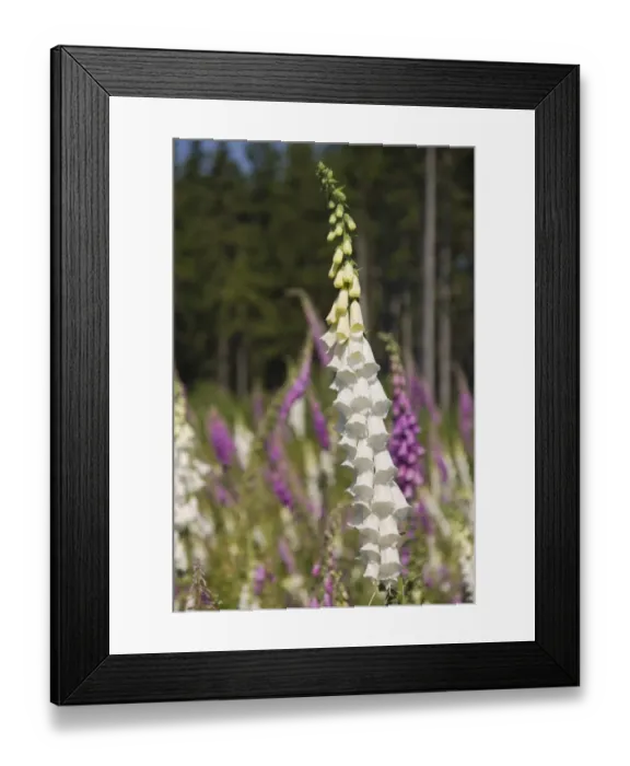 Framed Print : Foxglove (Digitalis purpurea), white and red flowering Framed Print : Foxglove (Digitalis purpurea), white and red flowering
