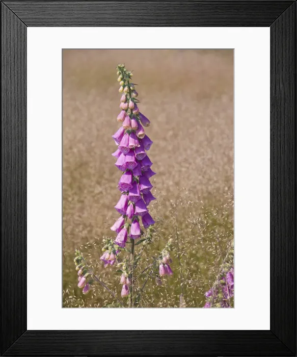 Framed Print : Foxglove (Digitalis purpurea) amidst Wavy Hair-grass (Deschampsia flexuosa) Framed Print : Foxglove (Digitalis purpurea) amidst Wavy Hair-grass (Deschampsia flexuosa)
