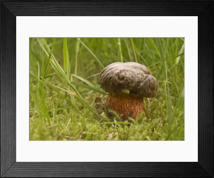Framed Print : Dotted Stem Bolete mushroom (Boletus erythropus) Framed Print : Dotted Stem Bolete mushroom (Boletus erythropus)