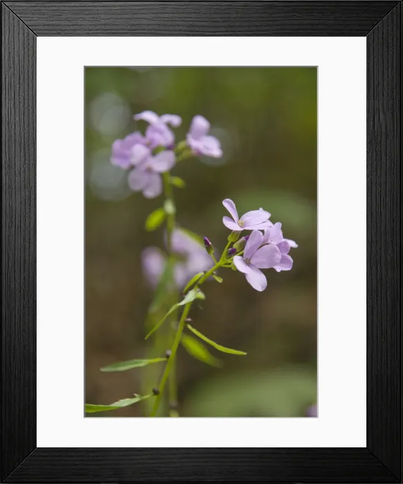 Framed Print : Coralroot (Cardamine bulbifera) Framed Print : Coralroot (Cardamine bulbifera)