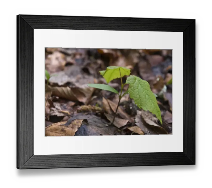 Framed Print : Sycamore Maple (Acer pseudoplatanus) seedling with the first leaves