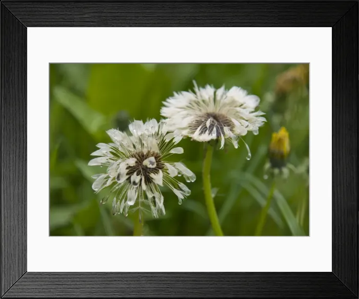 Framed Print : Dandelions (Taraxacum), dandelion clocks in the rain
