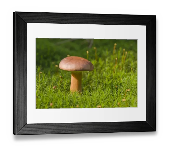 Framed Print : Bay Bolete mushroom (Xerocomus badius) Framed Print : Bay Bolete mushroom (Xerocomus badius)