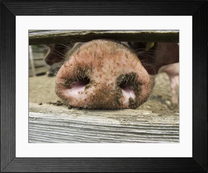 Framed Print : Domestic pig (Sus scrofa domestica) sticking its nose through a wooden fence Framed Print : Domestic pig (Sus scrofa domestica) sticking its nose through a wooden fence