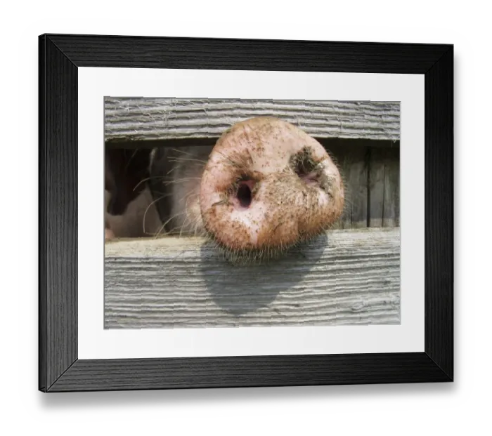 Framed Print : Domestic pig (Sus scrofa domestica) sticking its nose through a wooden fence Framed Print : Domestic pig (Sus scrofa domestica) sticking its nose through a wooden fence